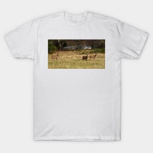 Highland deer in Scotland T-Shirt